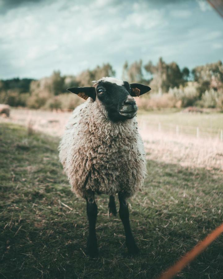 Rasos Sodyba Preny Zewnętrze zdjęcie